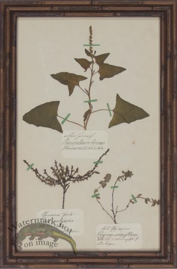 Herbarium BbF 18